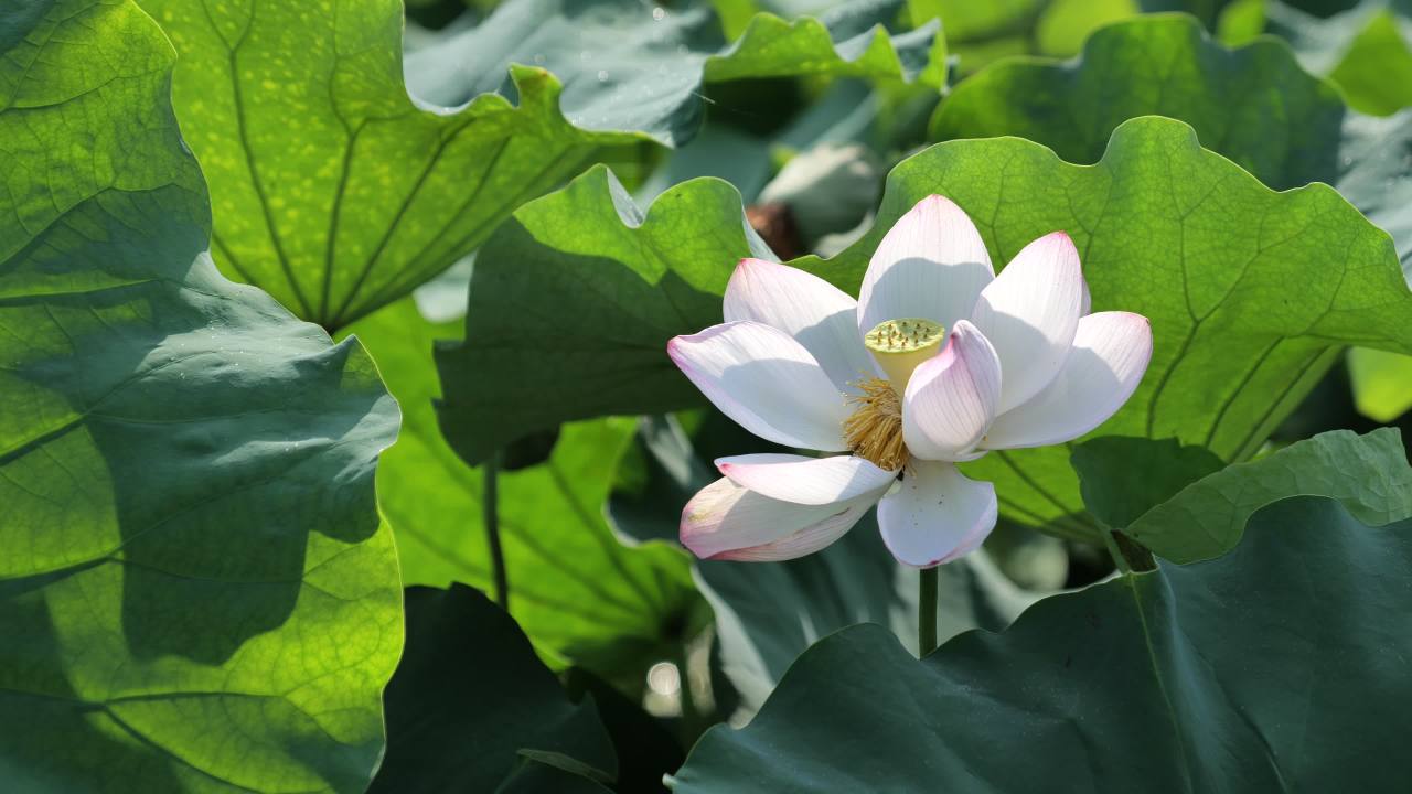 荷花（二） 9