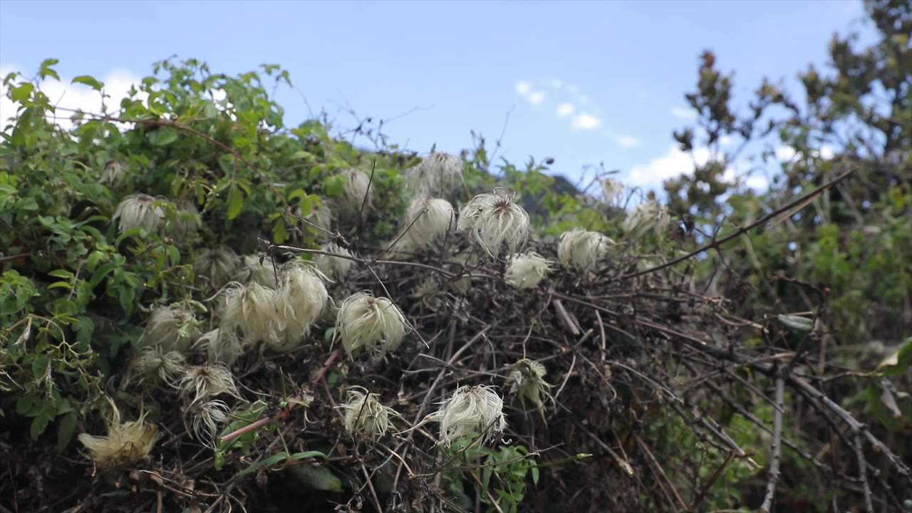 高原植物合集