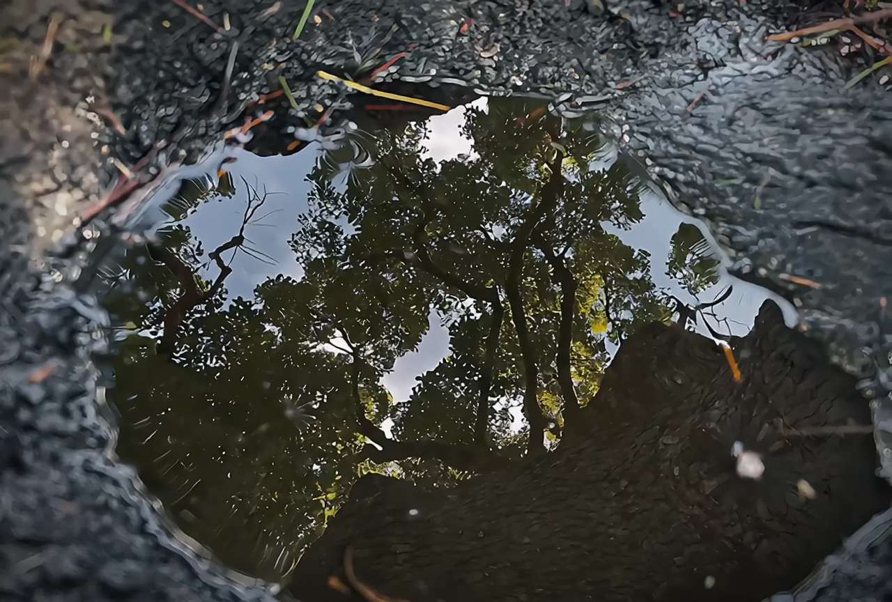 树影在水中的倒映