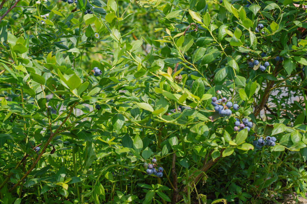 果园蓝莓