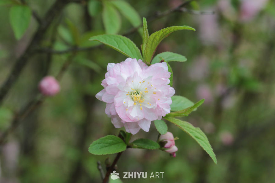 春日粉花绽放