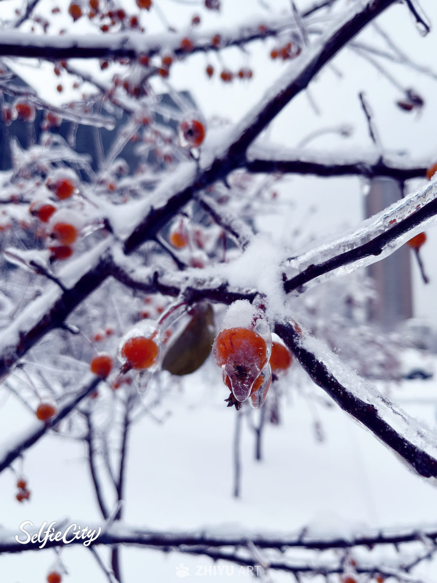 雪中红果冰挂景