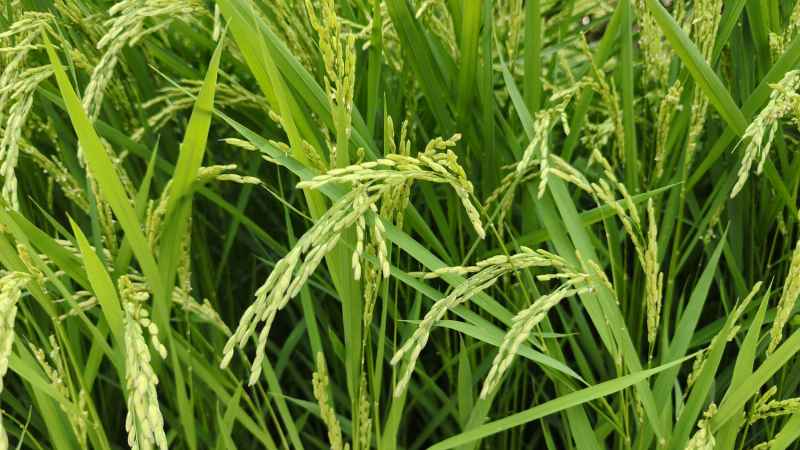 夏日里茁壮成长的水稻