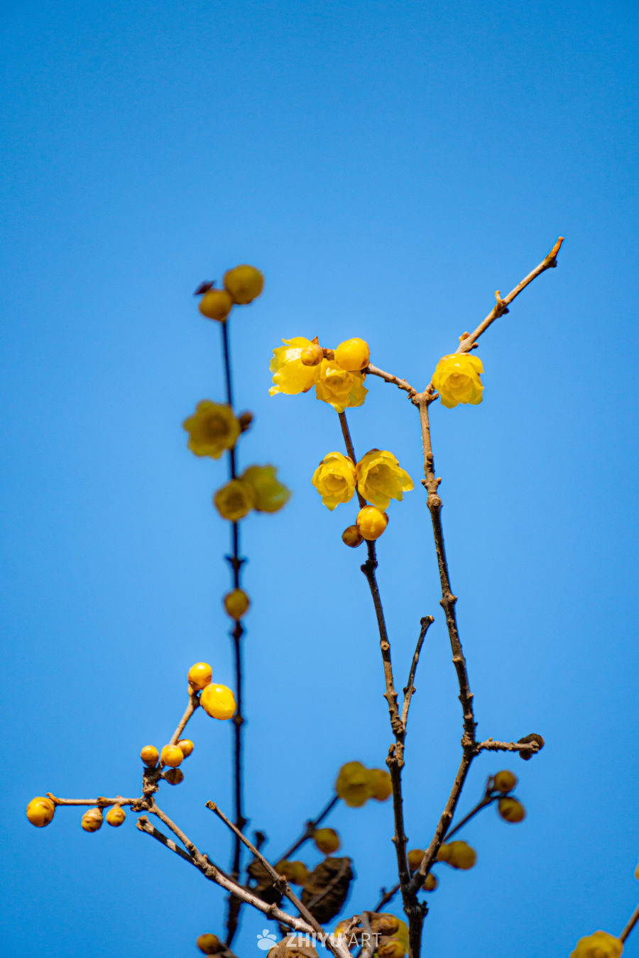 迎春花
