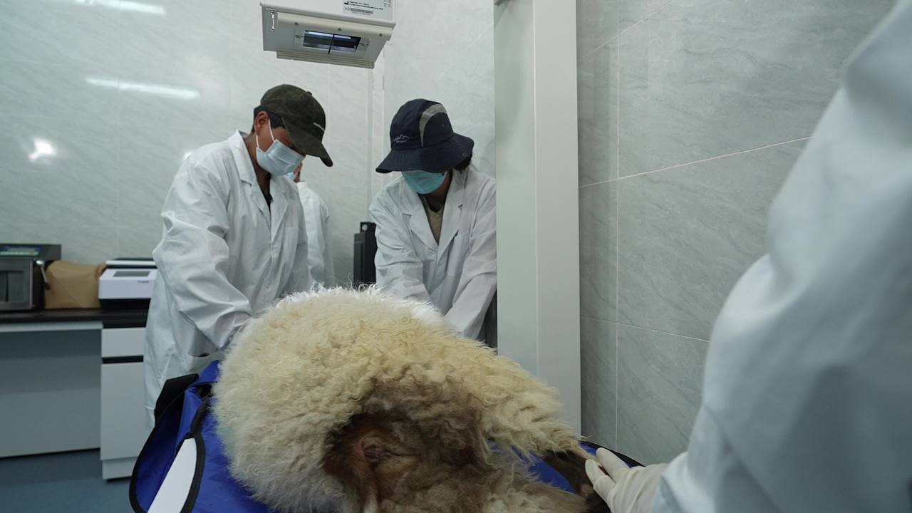 畜牧兽医团队工作记录