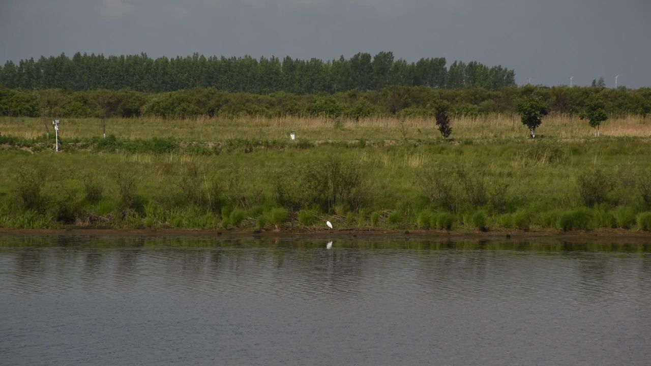 湿地的鸟