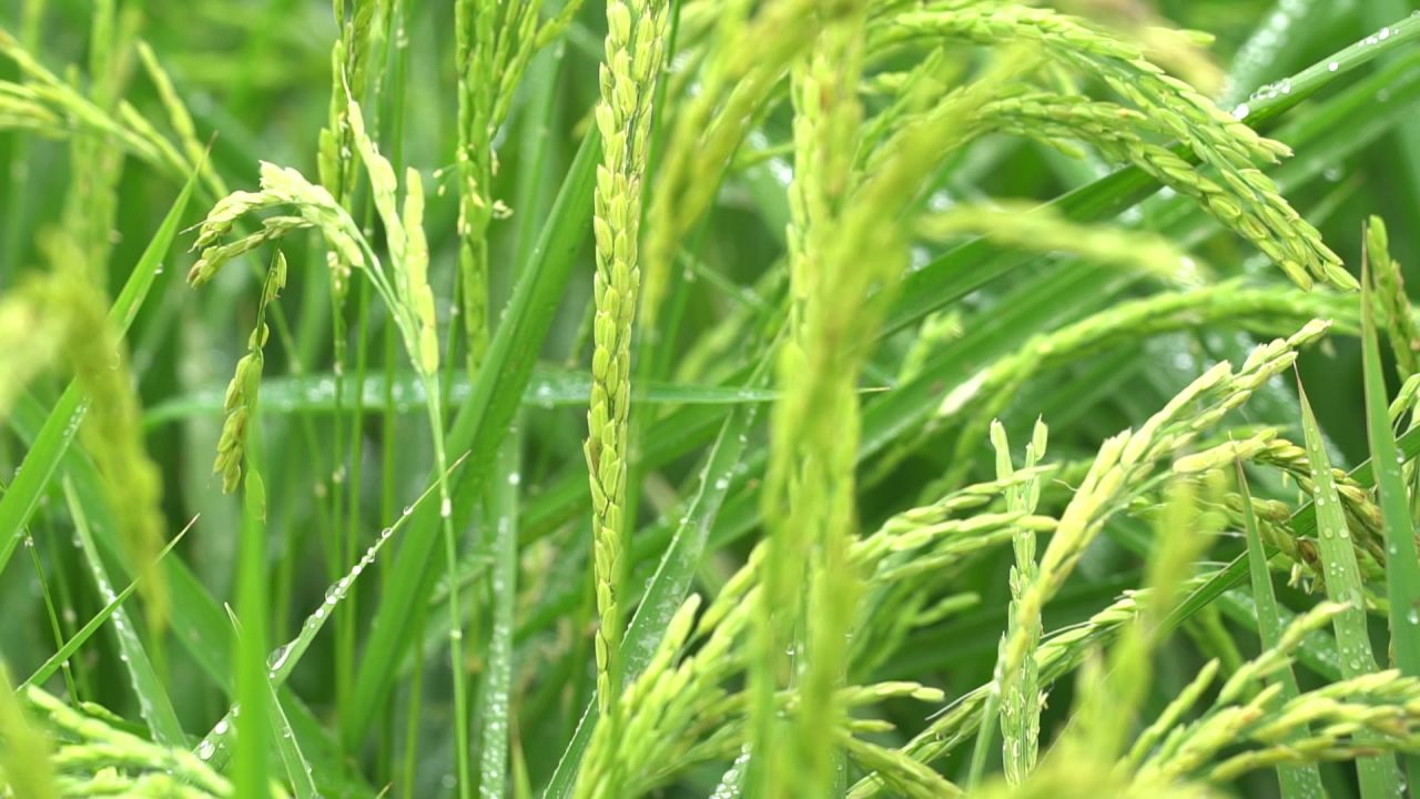 五常稻花香大米 35