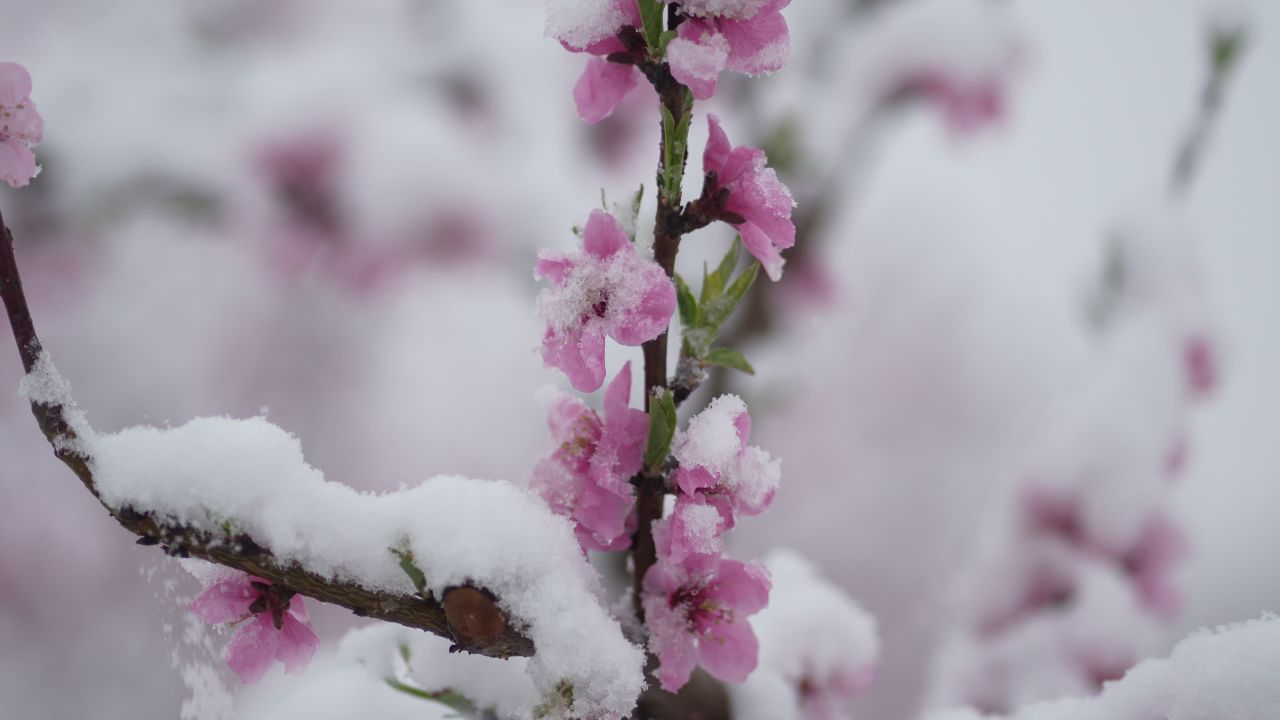 桃花枝特写