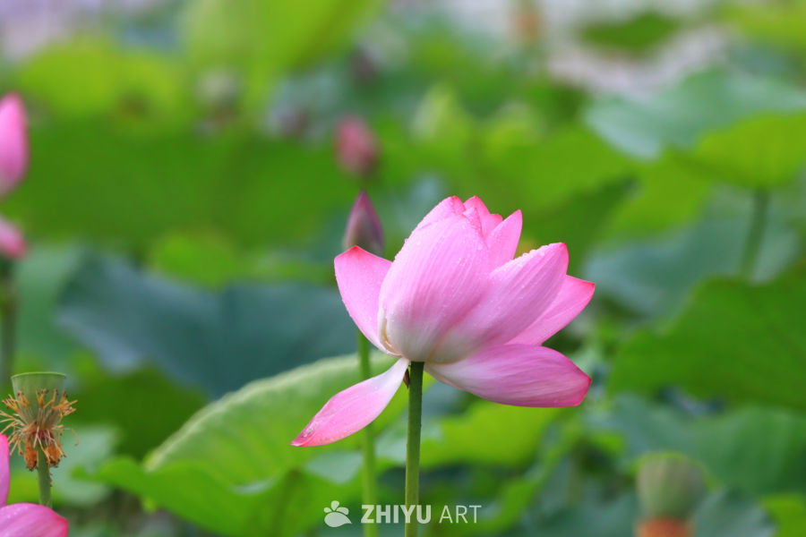 盛夏荷花 46
