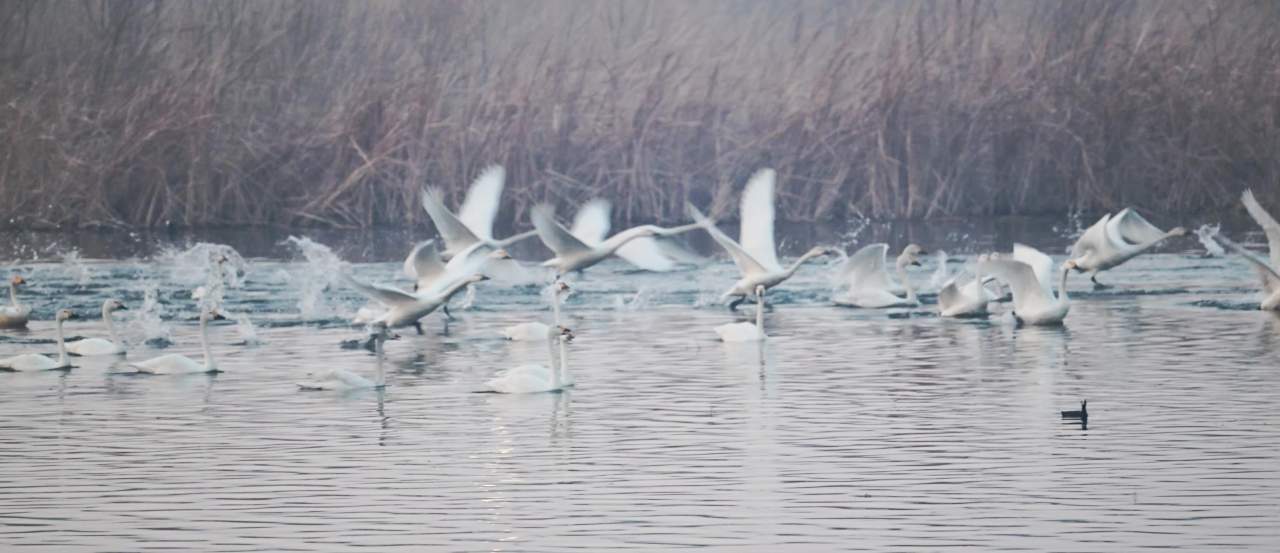 升格 天鹅在芦苇荡中起飞掠过水面飞翔