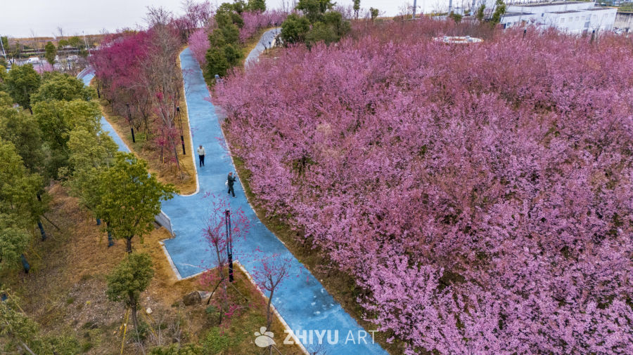 樱花盛开的公园