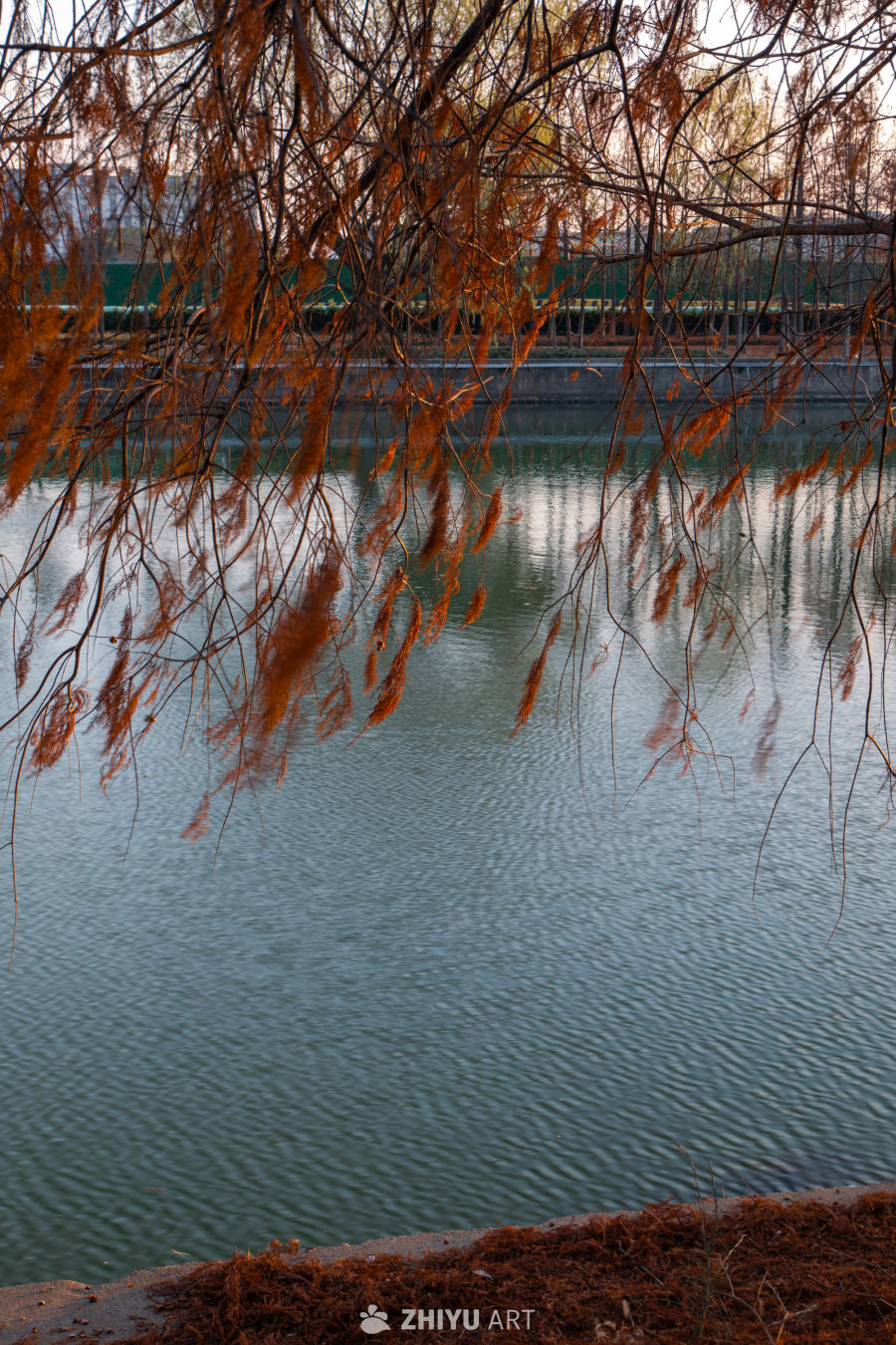 秋日湖畔枯枝映水