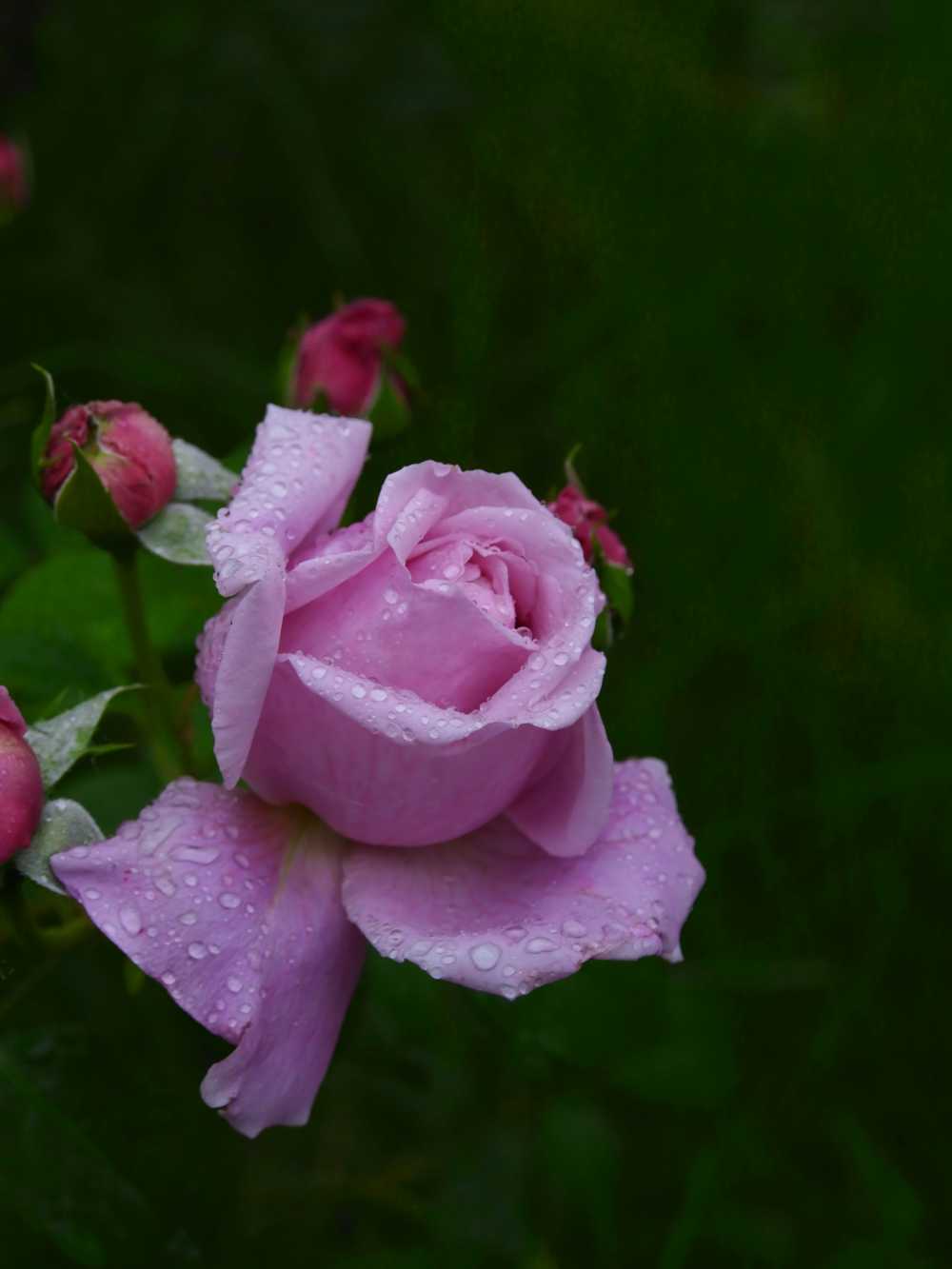 玫瑰花
