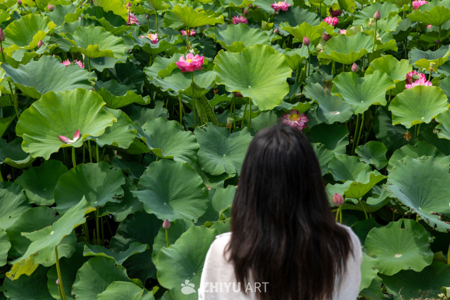 荷花 186