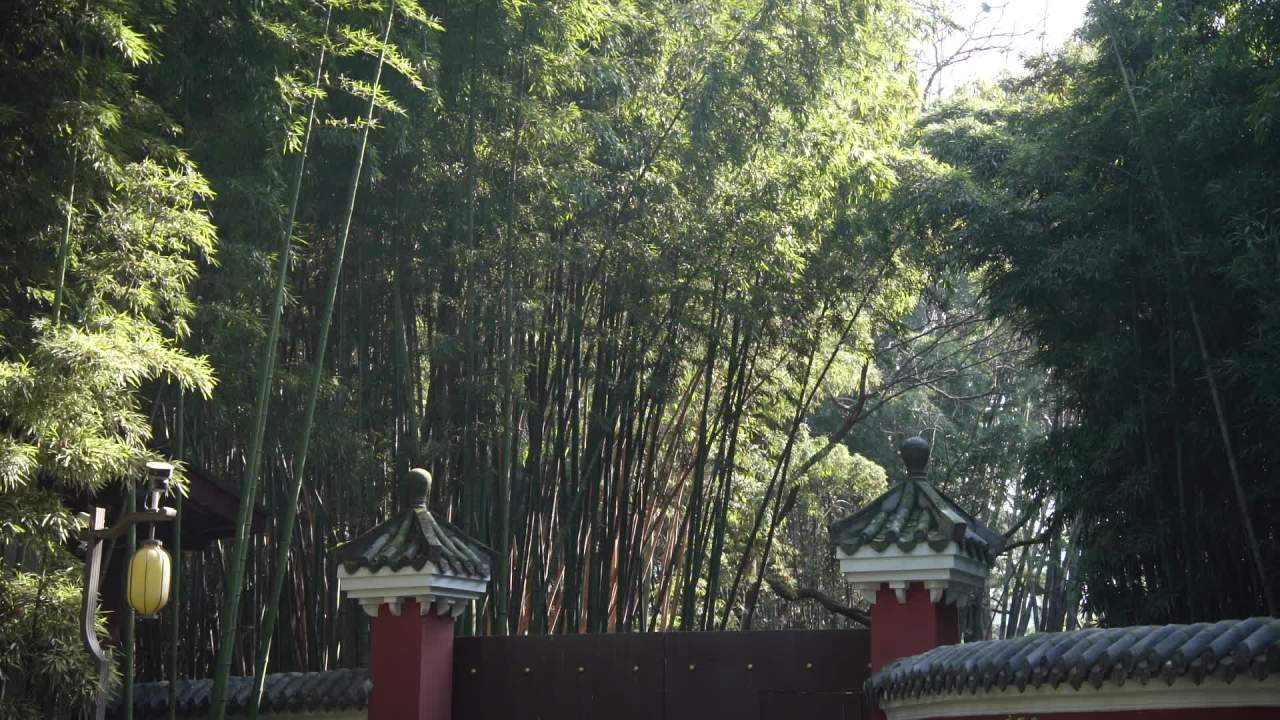 植物界的奇观竹子开花 4