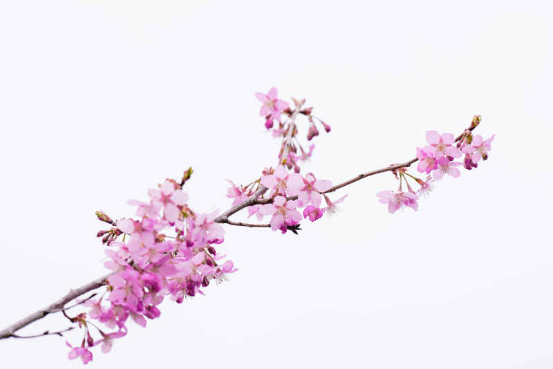 樱花季 8