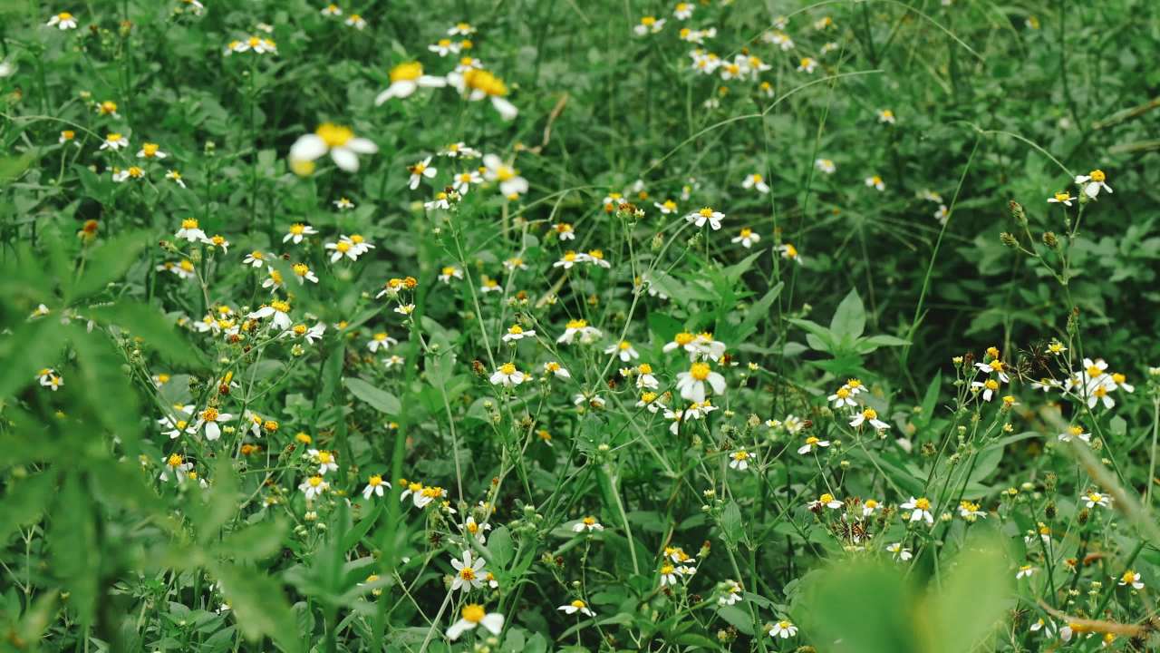 随风飘动的野花 小雏菊