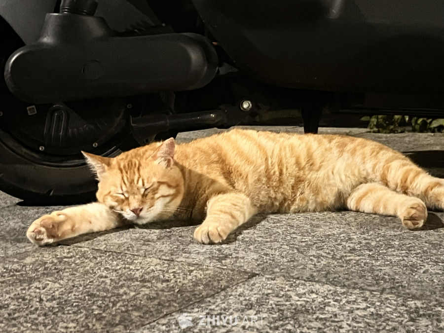 猫咪在轮胎下小憩