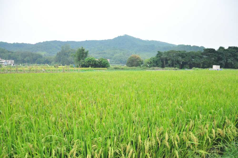 乡间的稻田