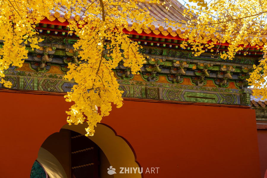 北京中山公园银杏