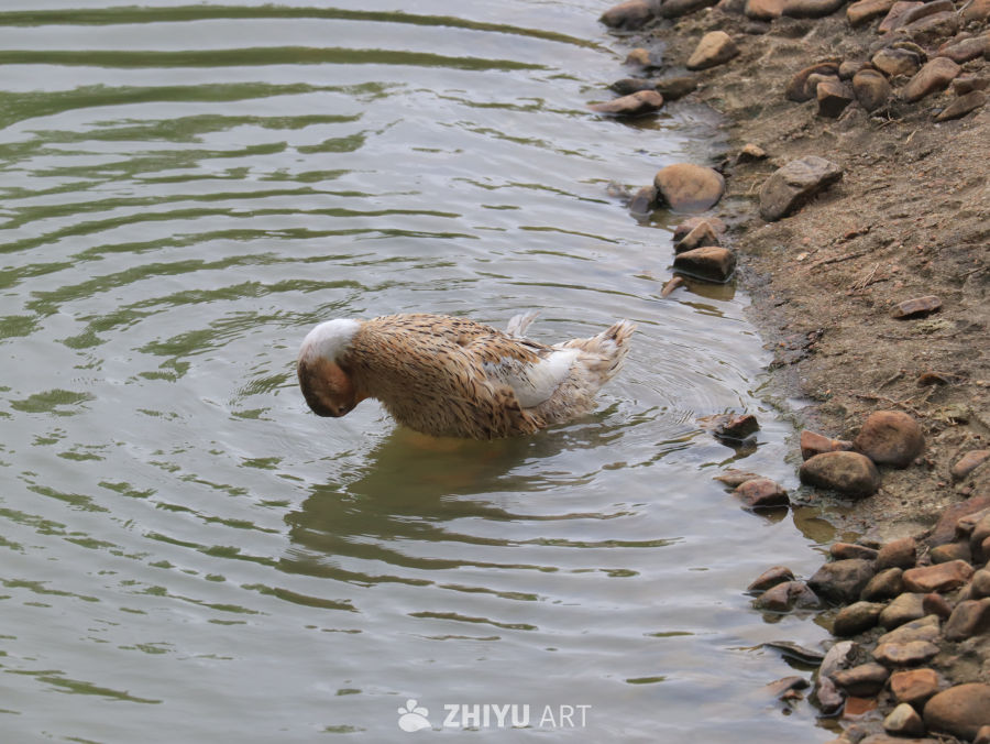 鸭子在水中清洁