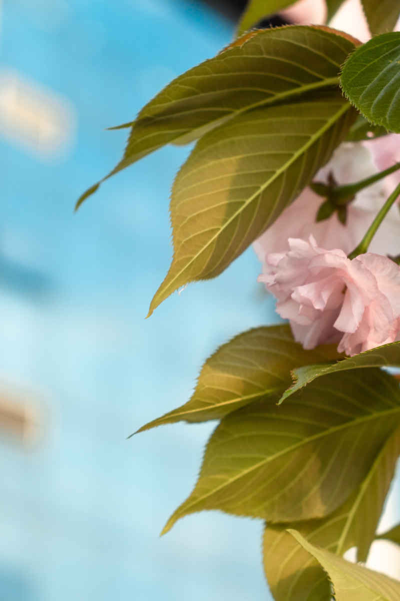 花影缤纷