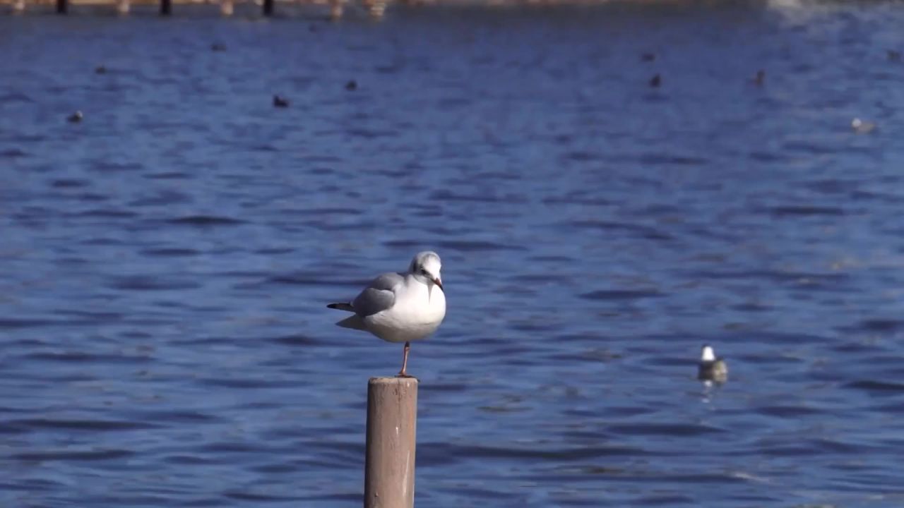 施塔恩贝格湖海鸥