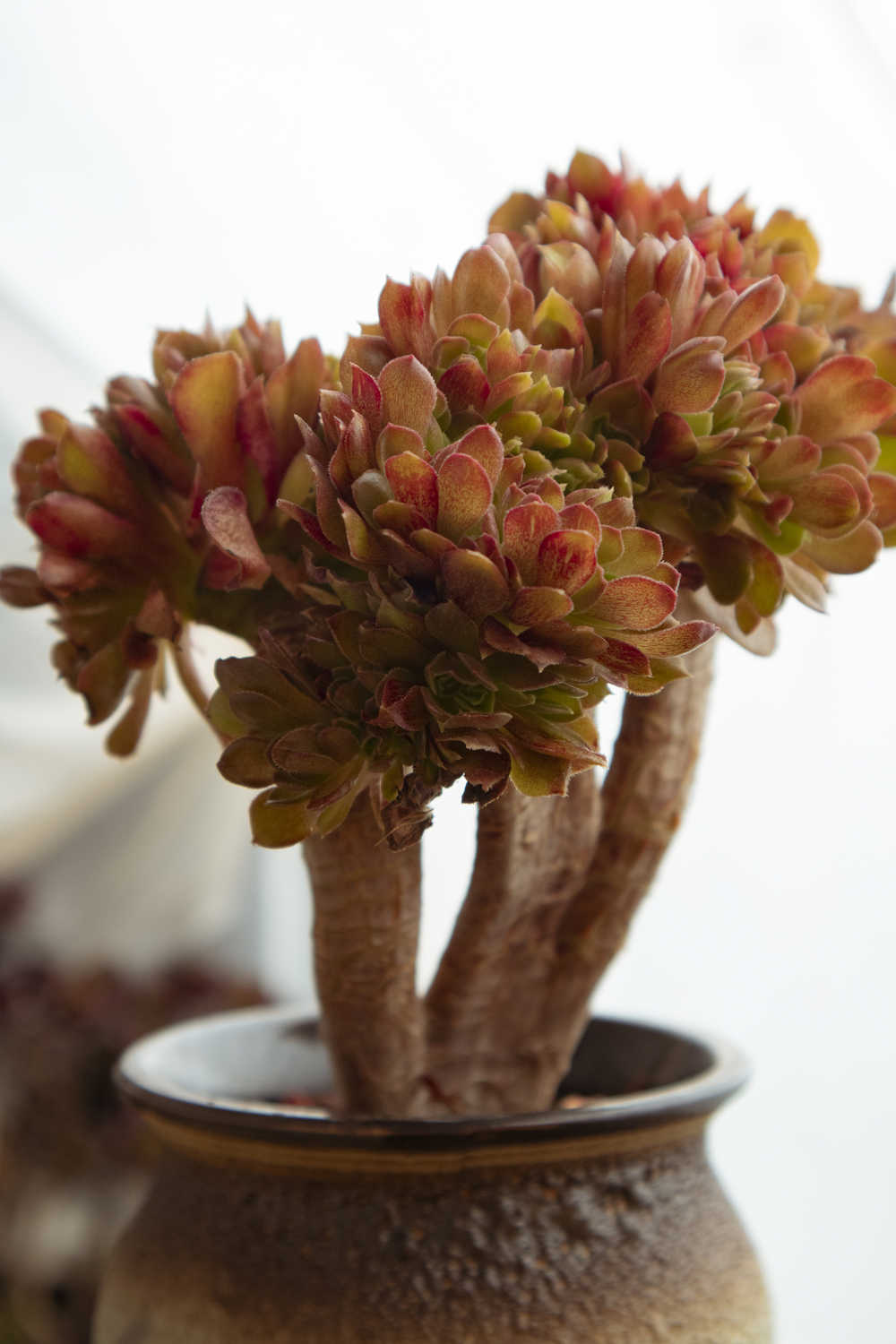 多肉植物