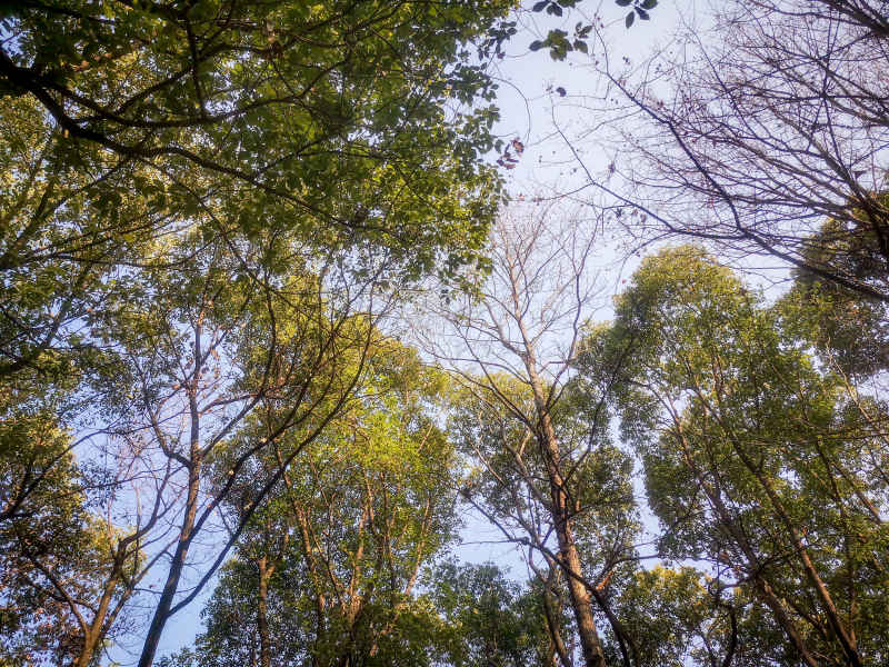 湖南省植物园各种植物摄影图