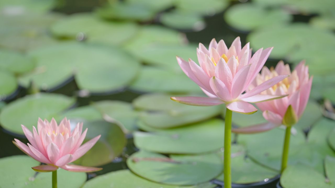 夏天池塘莲花情绪意境空境