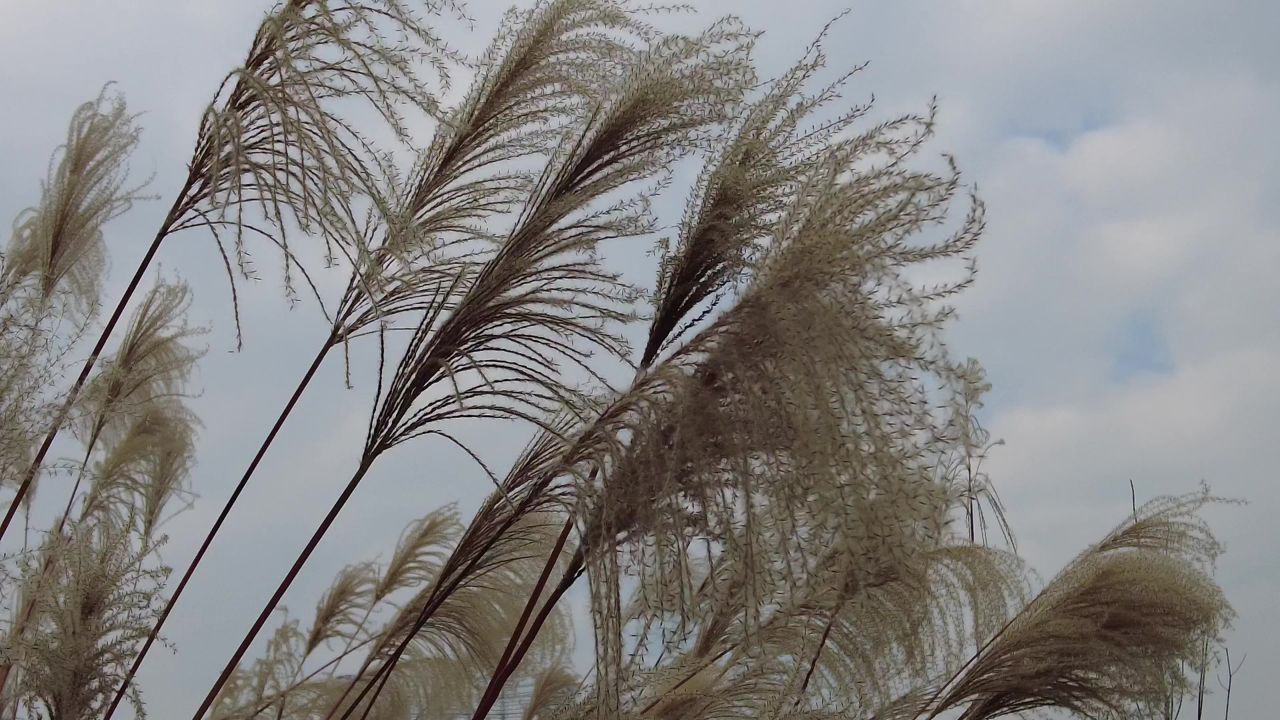 枯萎 芦苇 植物 实拍