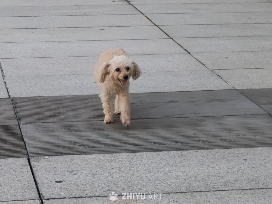 地上奔跑的小狗