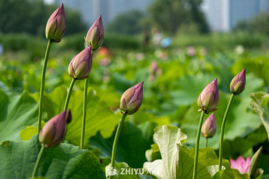 荷花 132