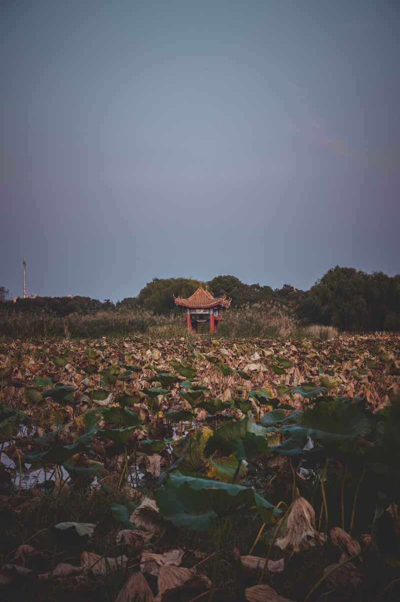 湖中小亭