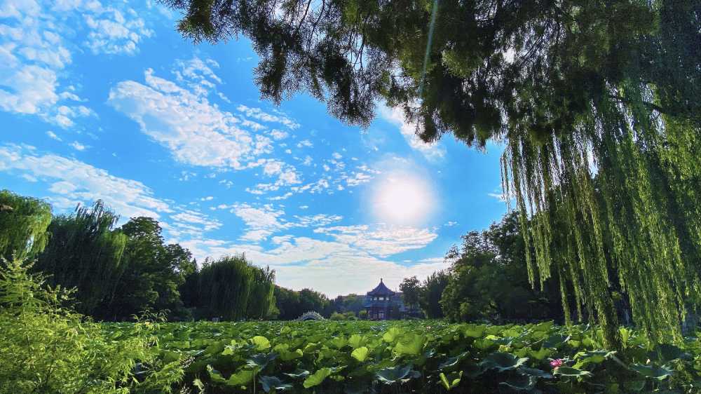保定古莲花池