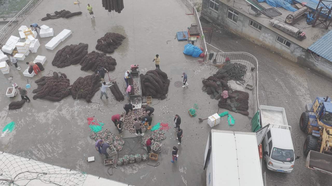 渔民分拣扇贝现场