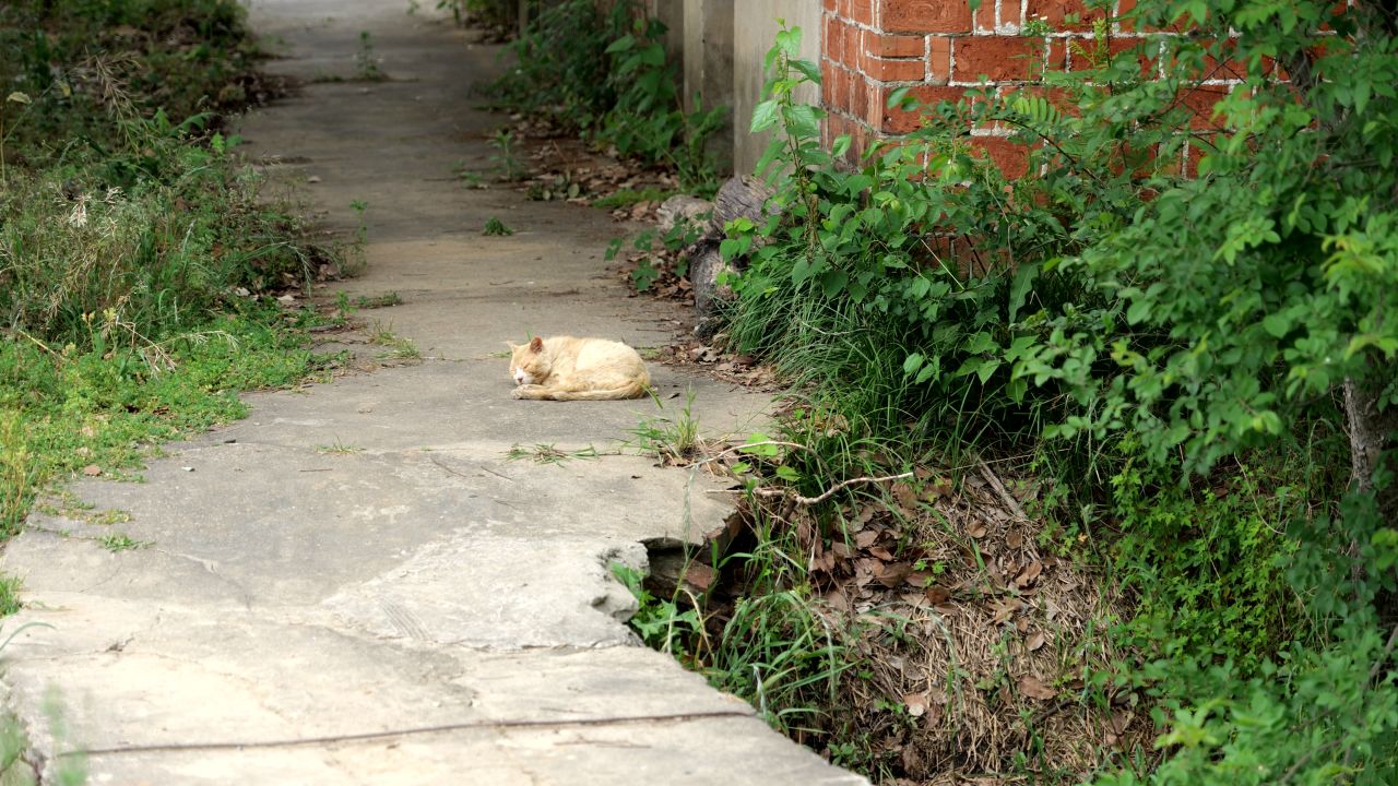 小猫咪在午睡4K