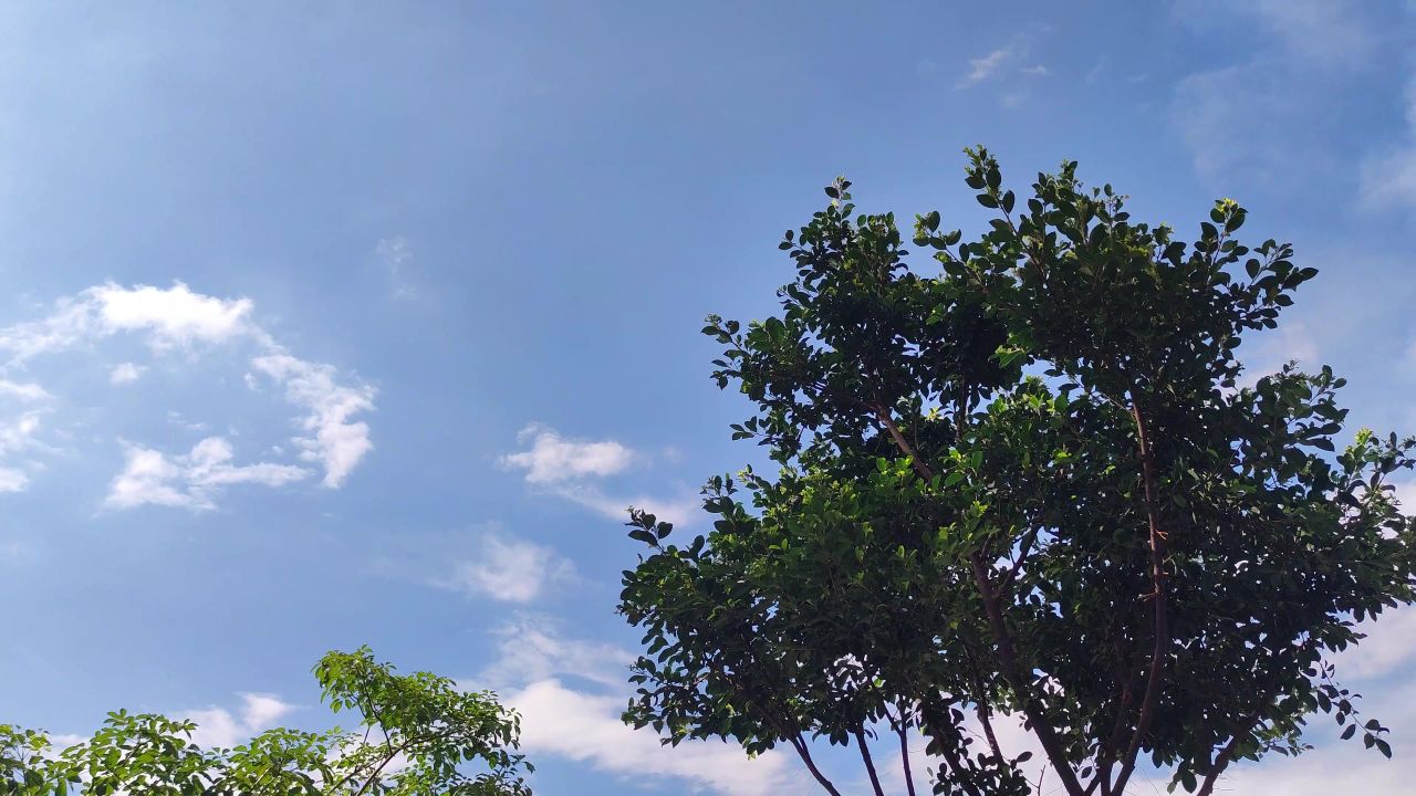 4K绿树蓝天白云左摇