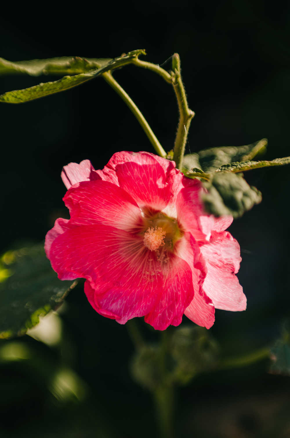 夏天的花