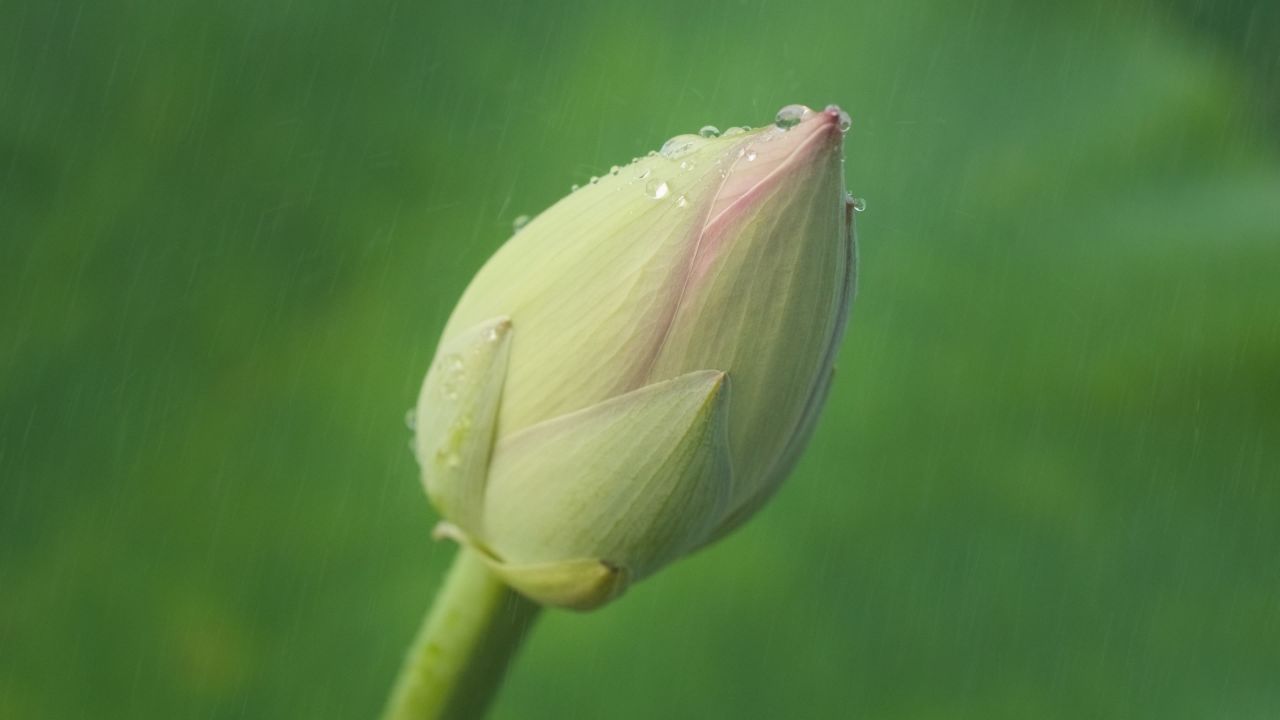 夏天池塘湿地荷花荷叶莲蓬 9