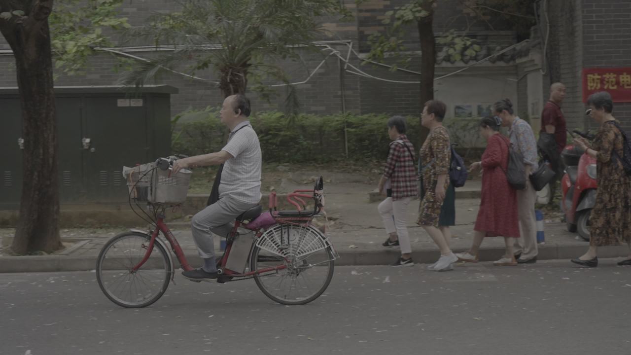 紫荆花 12