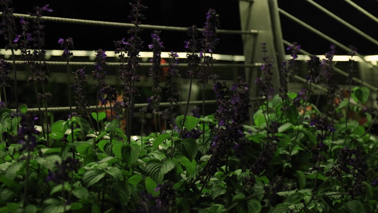夜晚湖边围栏旁紫色的花