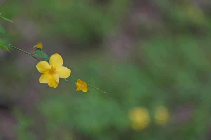 小黄花