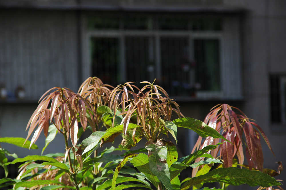 芒果树顶嫩叶