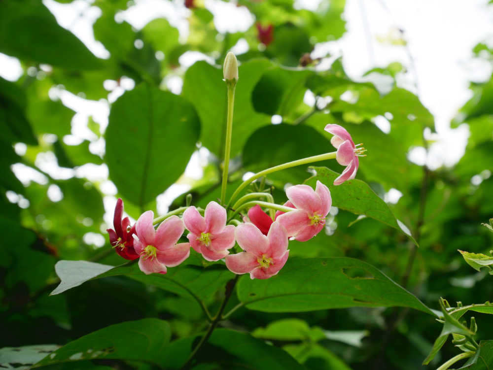 使君子花开