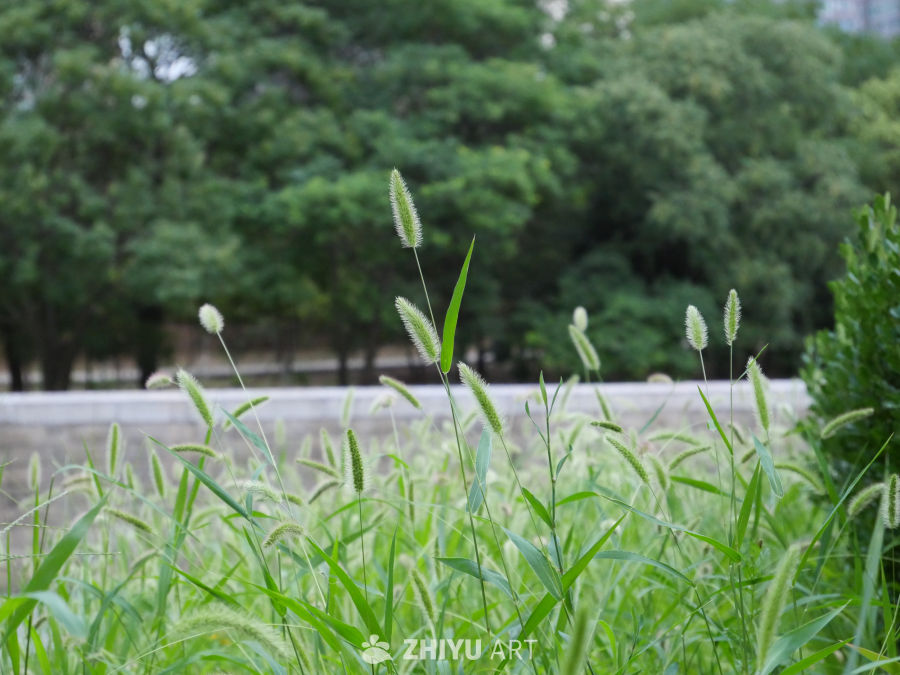 狗尾巴草