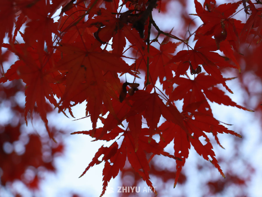 冬日红枫清新背景素材