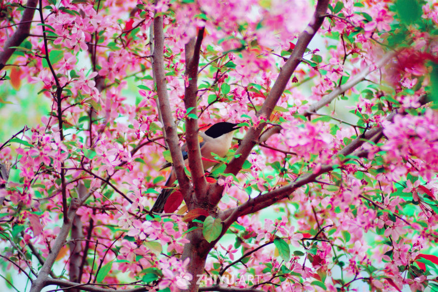 春日樱花鸟栖图