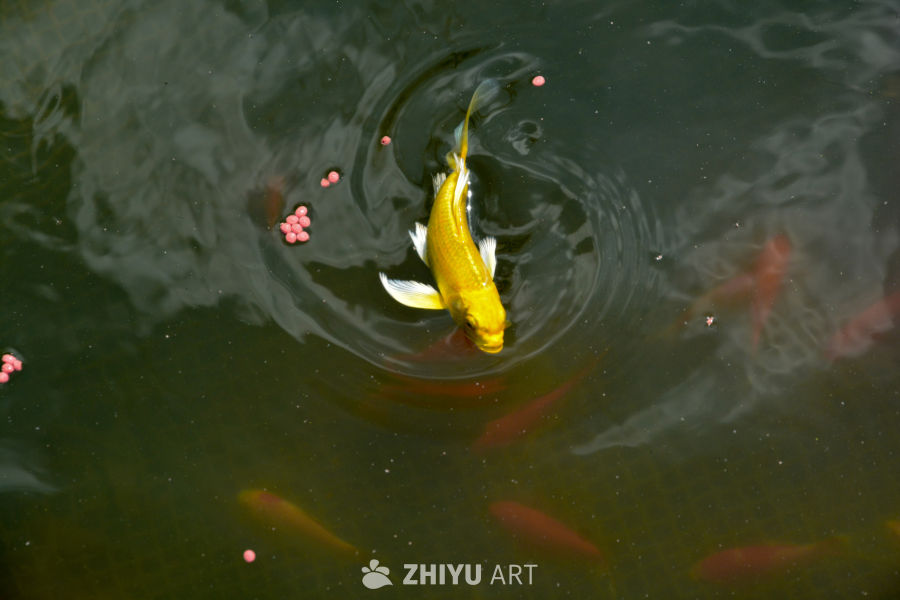 锦鲤