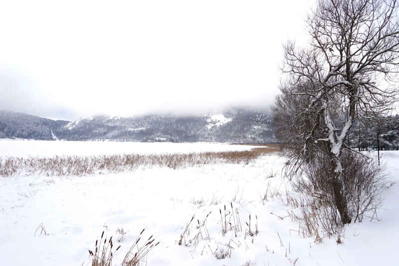 雪中孤树